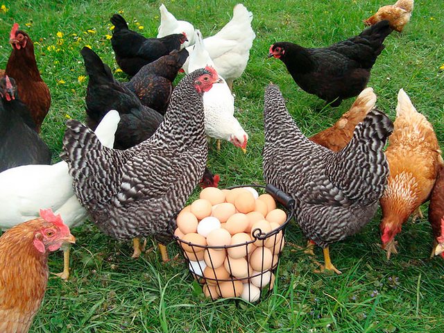 Содержание кур и уход за ними | ЗооТом - продажа, вязка и услуги для животных в Симферополе
