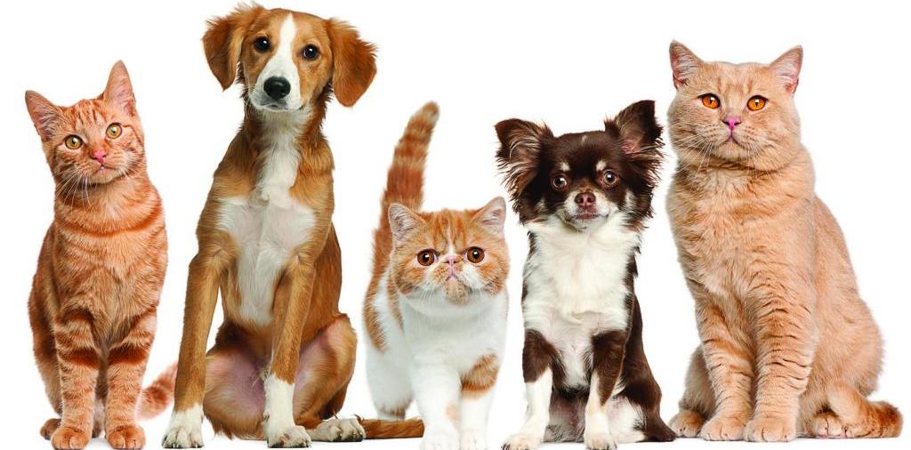 Доска объявлений о животных | ЗооТом - продажа, вязка и услуги для животных в Симферополе