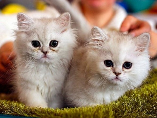 Породы кошек в Симферополе | ЗооТом портал о животных