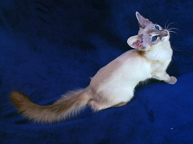 Выведенные породы кошек в Симферополе | ЗооТом портал о животных