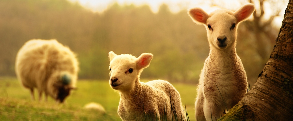 Объявления о сельскохозяйственных животных | ЗооТом - продажа, вязка и услуги для животных в Симферополе
