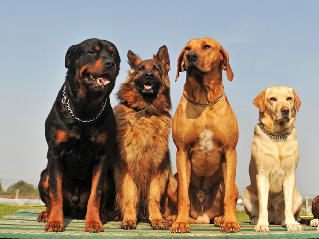 Крупные породы собак в Симферополе | ЗооТом портал о животных